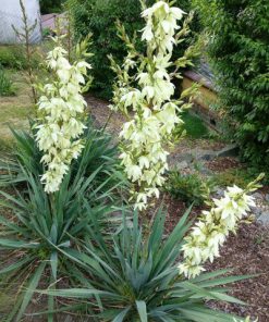Diegveida juka- Yucca Filamentosa