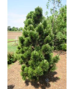 Bosnijas priede- Pinus leucodermis ''Emerald arrow''