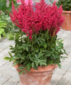 Ārendsa astilbe- Astylbe x arendsii ''Fire berry''