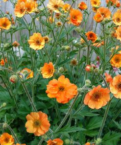 Bitene- Geum ''Totally tangerine''