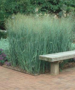 Īstā sāre- Panicum virgatum ''Heawy metal''