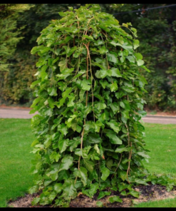 Baltais zīdkoks- Morus alba ''Pendula''