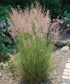 Aslapu ciesa-Calamagrostis x Acutiflora ''Overdam''