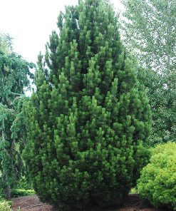 Bosnijas priede- Pinus leucodermis ''Compact gem''