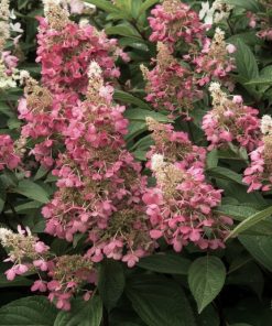 Skarainā hortenzija ''Candlelight''