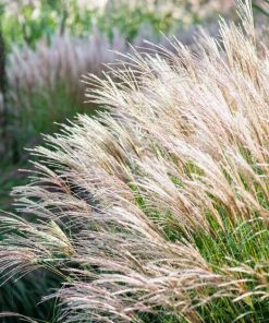 Ķīnas miskante ''Gnome''