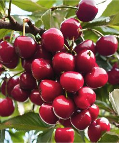 Ķirsis ''Groniasta''