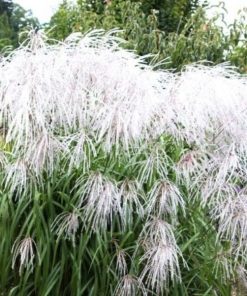 Ķīnas miskante ''Heron''