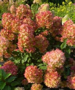 Skarainā hortenzija ''Graffiti''