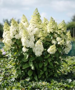 Skarainā hortenzija ''Magical Kilimanjaro''