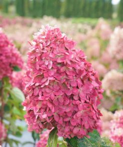 Skarainā hortenzija ''Limelight prime''