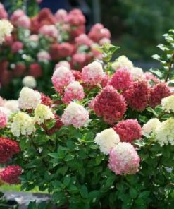 Skarainā hortenzija ''Little lime punch''