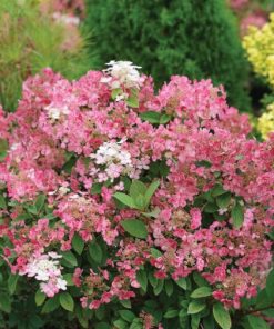 Skarainā hortenzija ''Little quick fire''