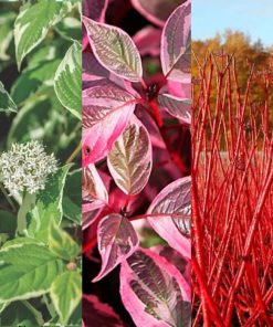 Baltais grimonis ''Elegantissima''