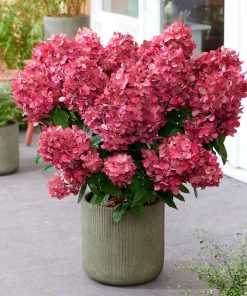 Skarainā hortenzija ''Bonfire''