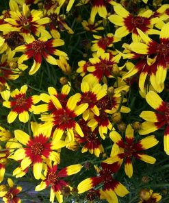 Brūnactiņa “Firefly”