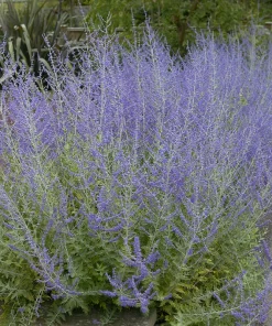 Balodeņlapu perovskija “Little spire”