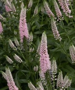 Garlapu veronika “First Choice”