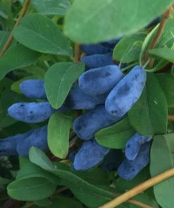 Kamčatkas sausserdis ''Honeybee''