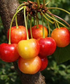 Saldskābais ķirsis ''Hortensja''