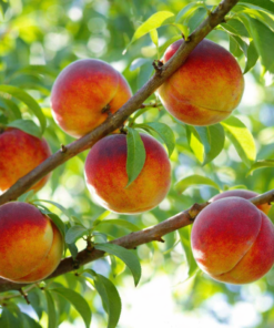 Persiks ''Flamin' Fury''