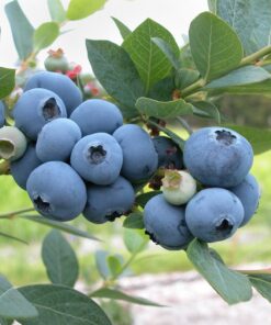 Krūmmellene ''Draper''