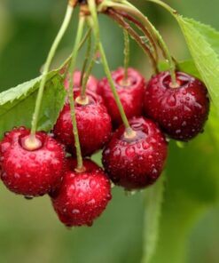 Skābais ķirsis ''Sabina''