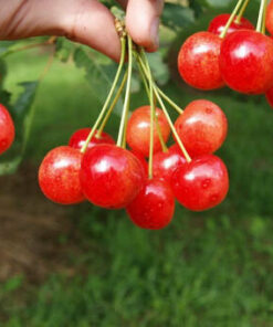 Ķirsis ''Butnera sarkanais''