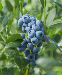 Krūmmellene ''Calypso''