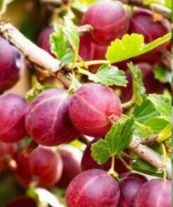 Ērkšķoga ''Kamieniar''