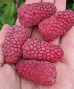 Vasaras avene ''Przehyba''