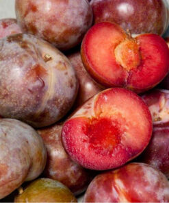 Plūmju-Aprikoze ''Dapple Dandy''