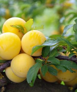 Plūme ''Ulena Renklode''