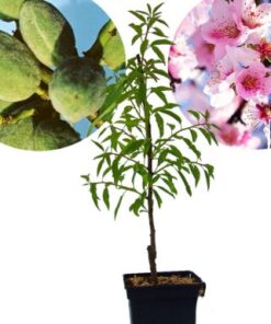 Mandeļu koks ''Texas''